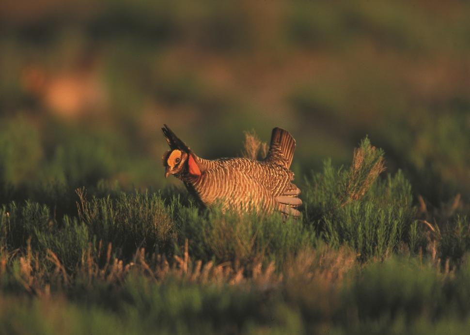 Free Image of Bird Standing in Grass 