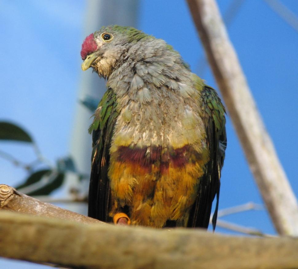 Free Image of Colorful Bird Perched on Tree Branch 