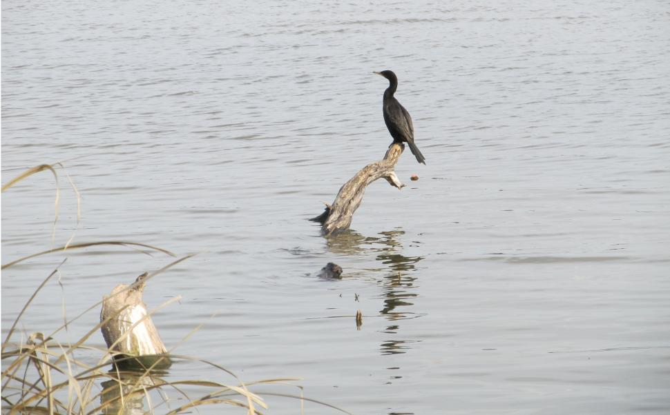 Free Image of Bird Perched on Tree Branch in Water 