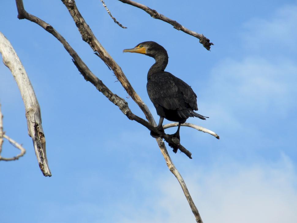 Free Image of Bird Perched on Tree Branch 