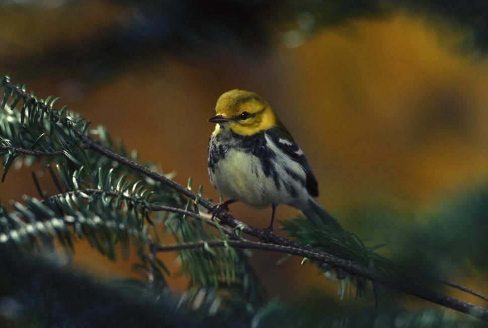 Free Image of Small Bird Perched on Top of Pine Tree 