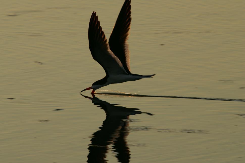 Free Image of Bird Flying Over Body of Water 