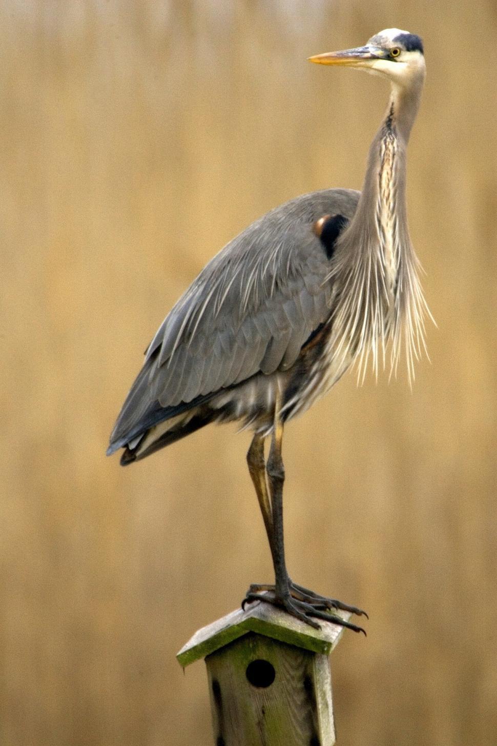 Free Image of Bird Standing on Top of Bird House 