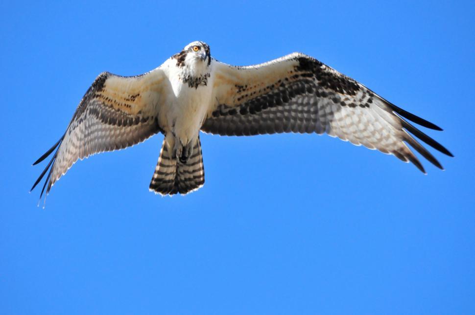 Free Image of Majestic Bird Soaring Across Blue Sky 