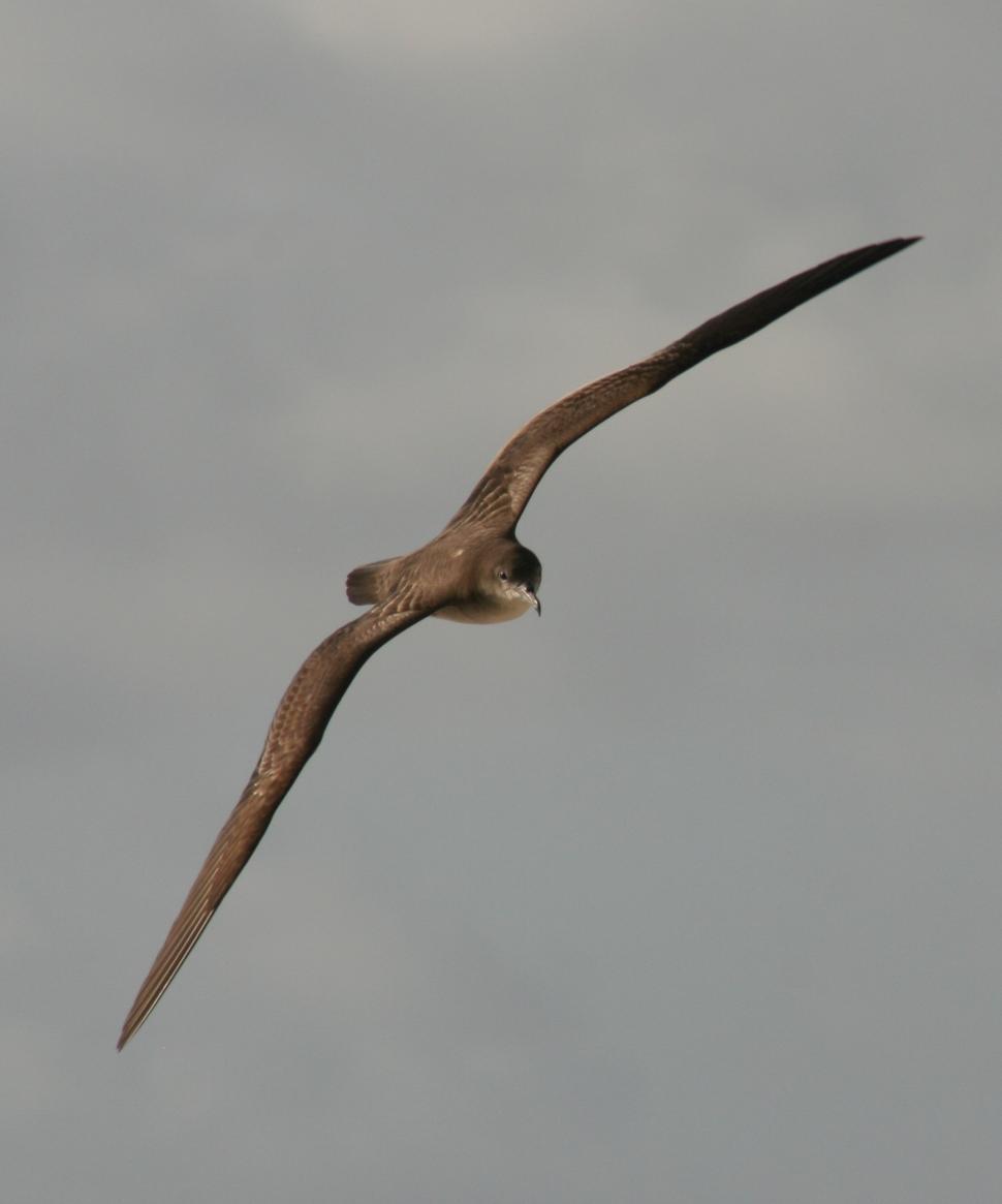 Free Image of Majestic Bird Soars Through Overcast Sky 