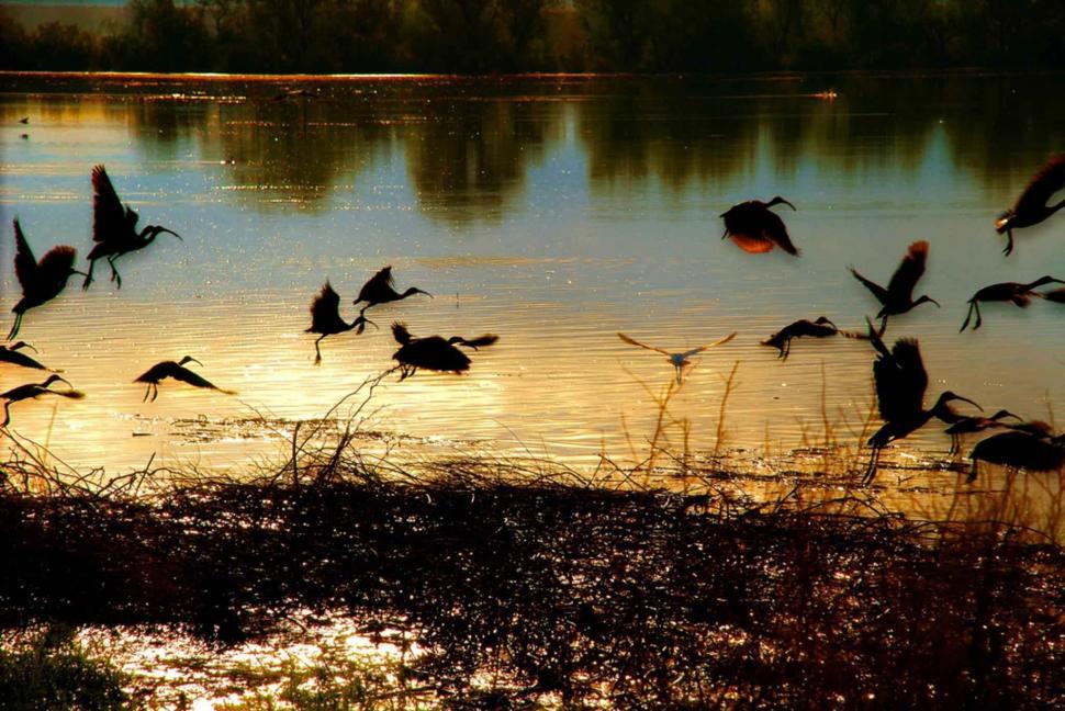 Free Image of A Flock of Birds Flying Over a Body of Water 