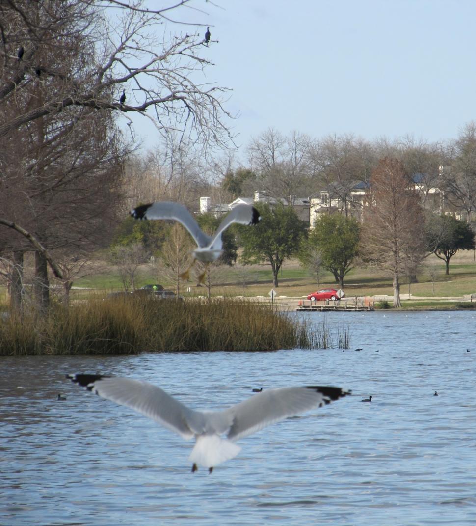 Free Image of Flock of Birds Flying Over Body of Water 