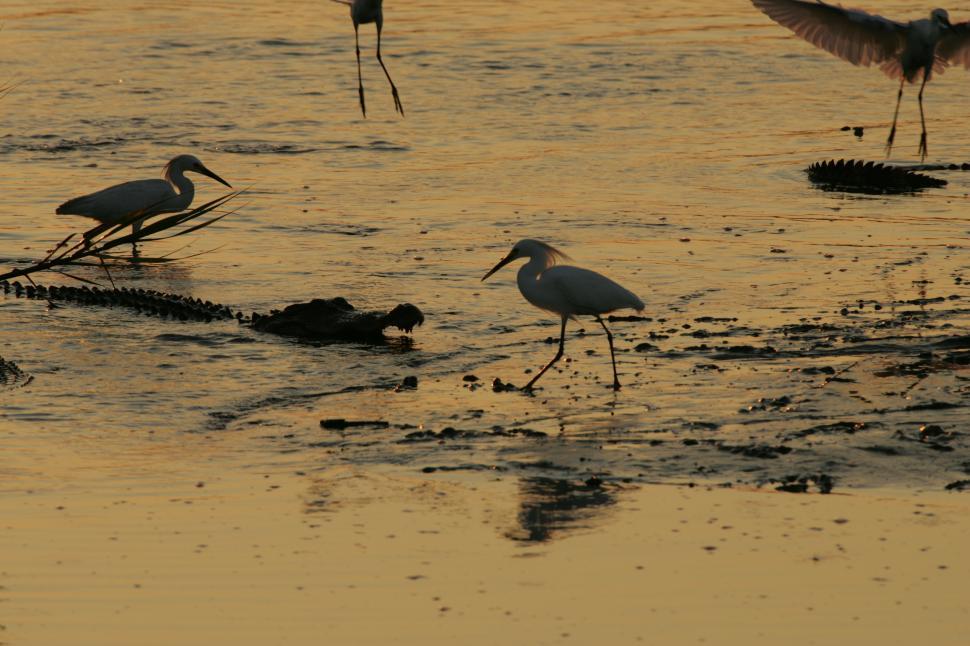 Free Image of Group of Birds Standing on Top of Beach 