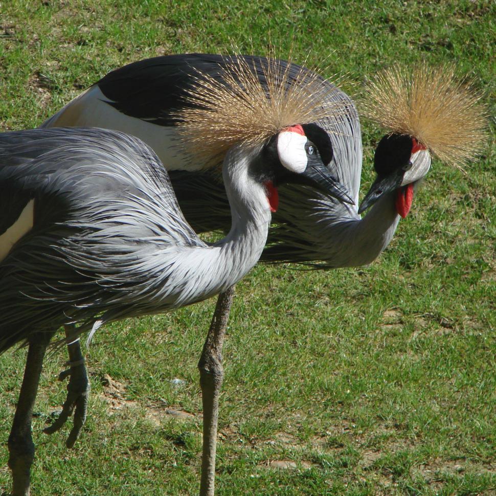 Free Image of Two Birds Standing on Top of a Lush Green Field 