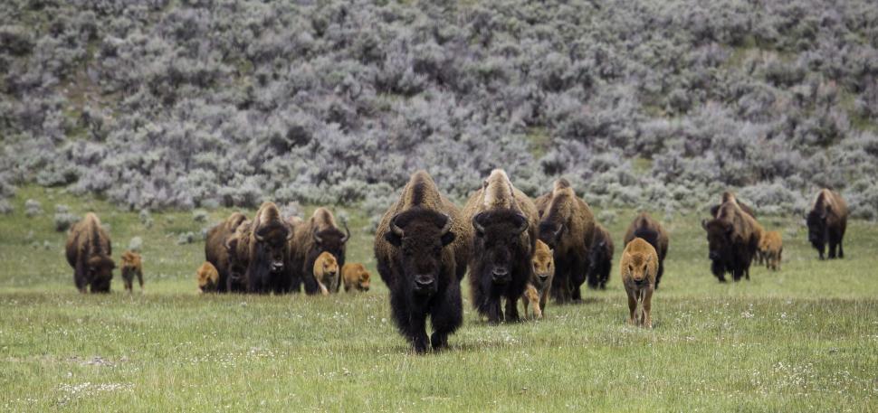 Free Image of Bison Herd Crossing Lush Green Field 