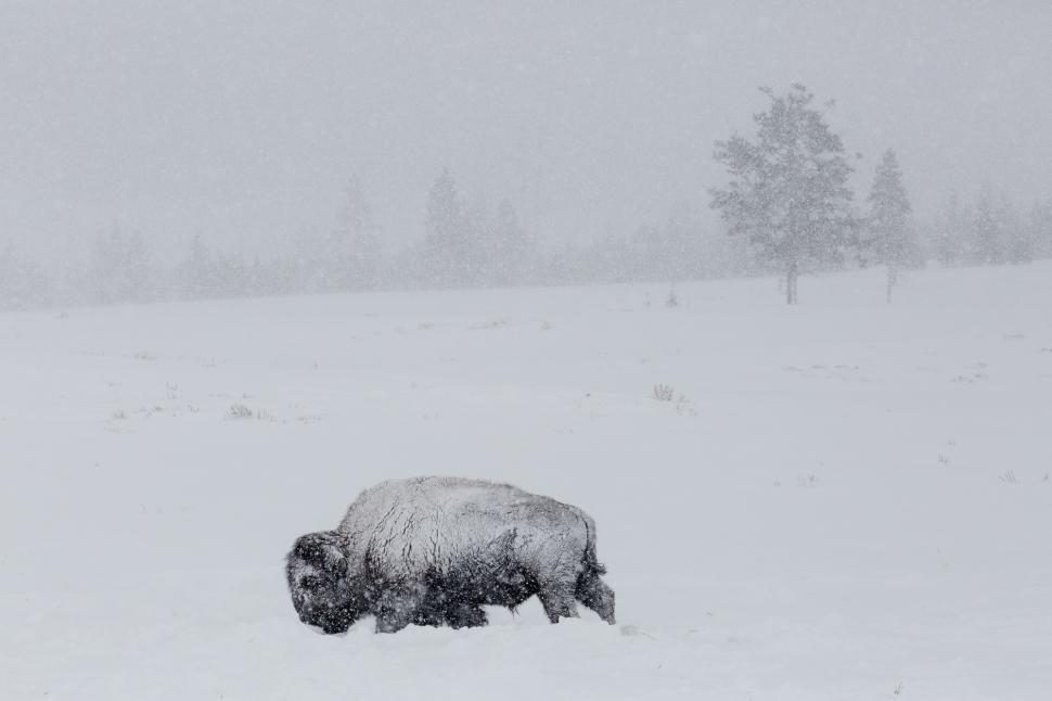 Free Image of Bison Grazing in Snowy Field With Trees 