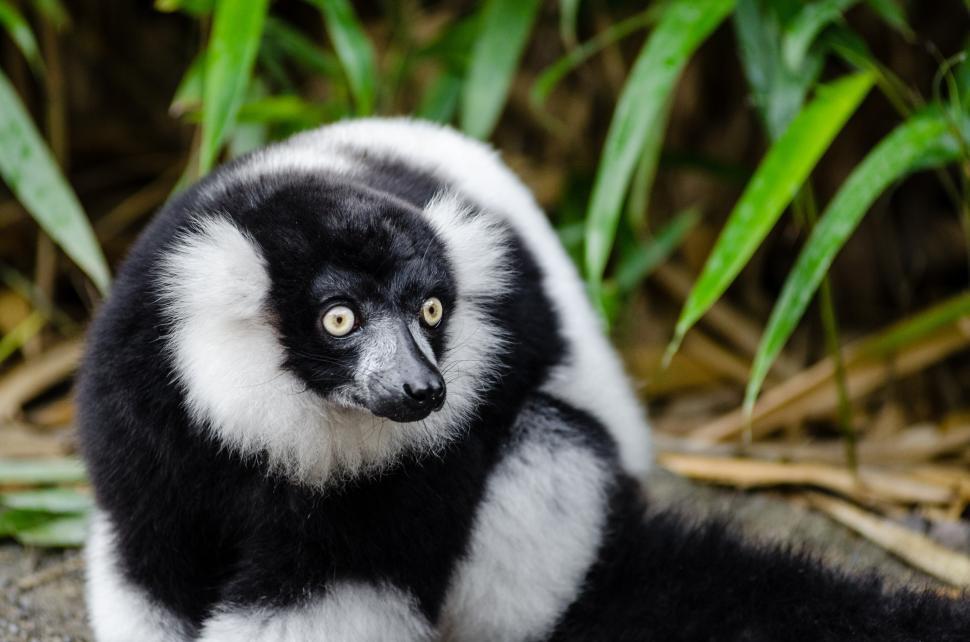 Free Image of Black and White Monkey Sitting on the Ground 