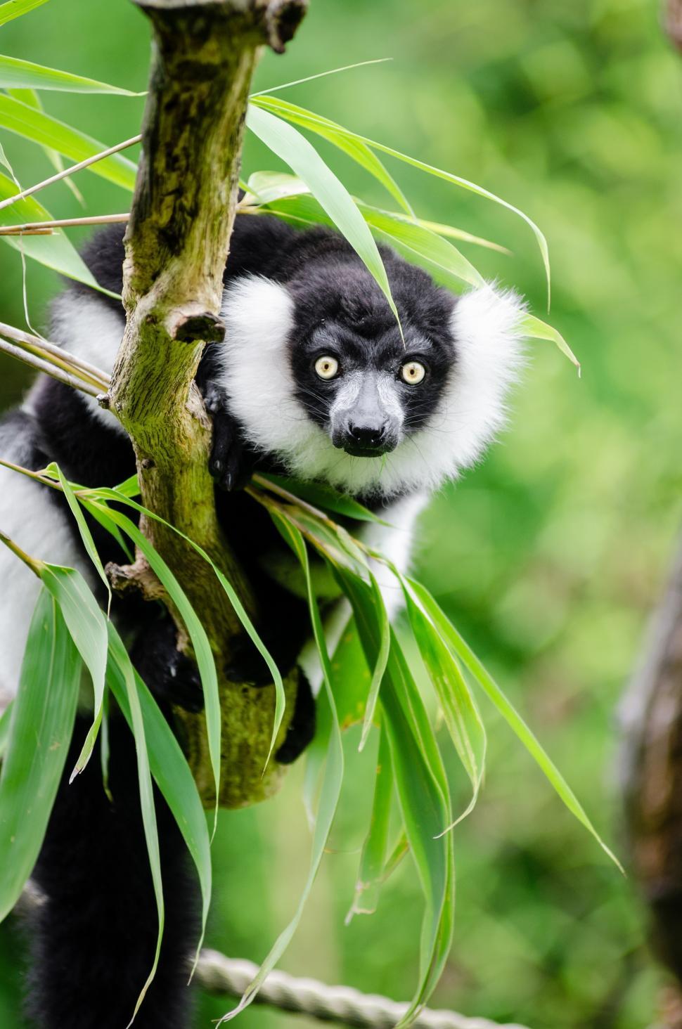 Free Image of Black and White Monkey Hanging From Tree Branch 