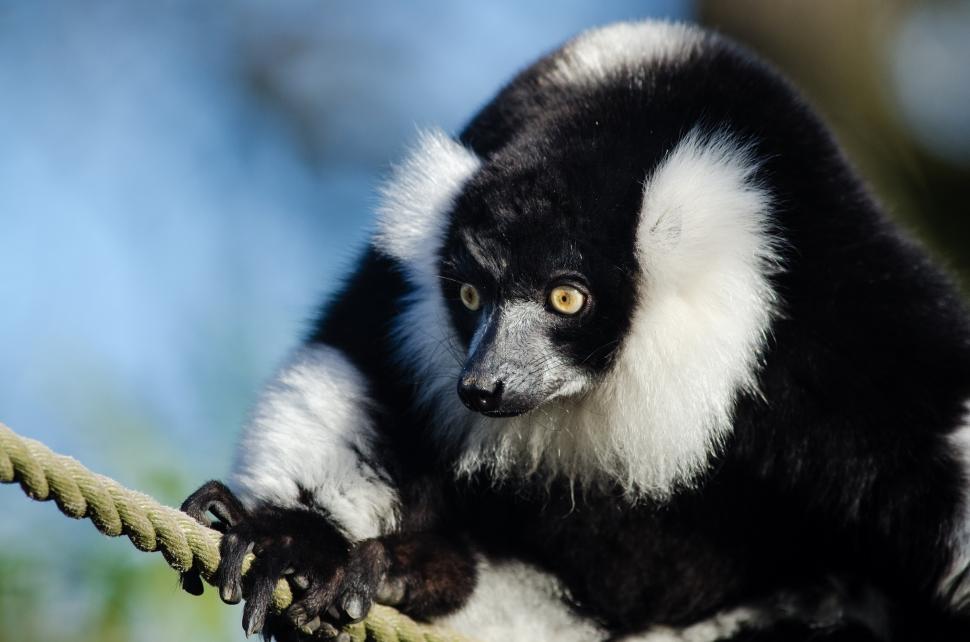 Free Image of Black and White Monkey Sitting on a Rope 