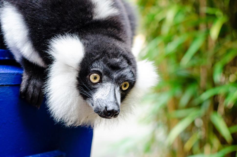 Free Image of Black and White Animal Sitting on Top of Blue Container 