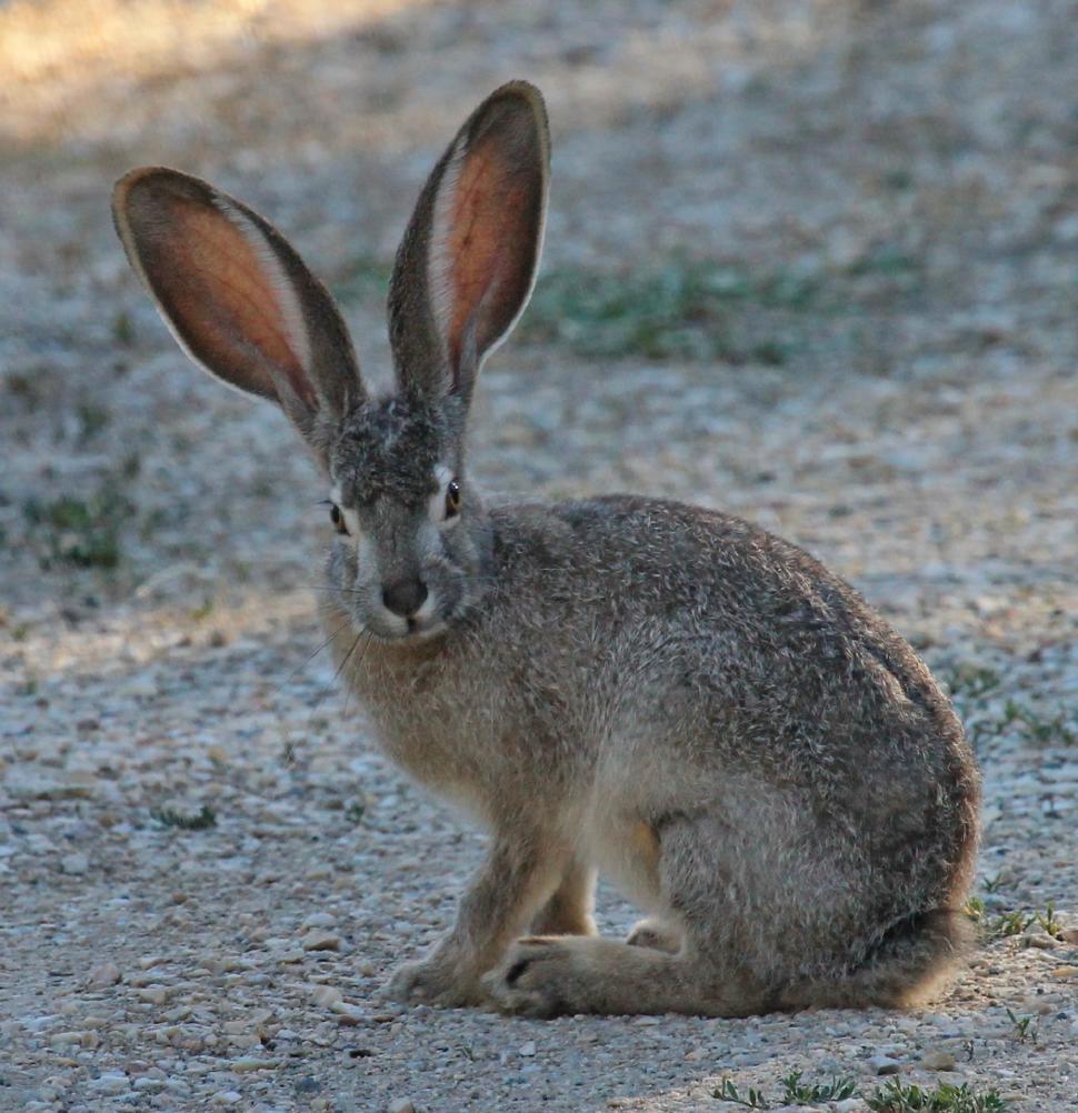 Free Image of Rabbit Sitting in Dirt 