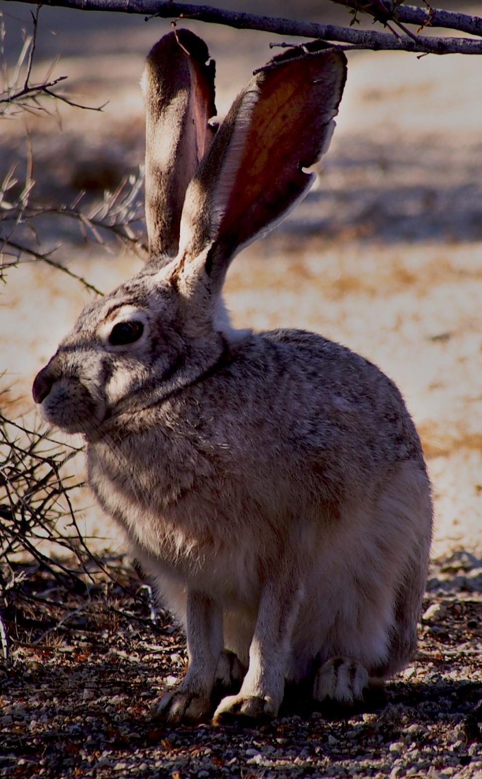 Free Image of Large Rabbit Sitting Under Tree Branch 