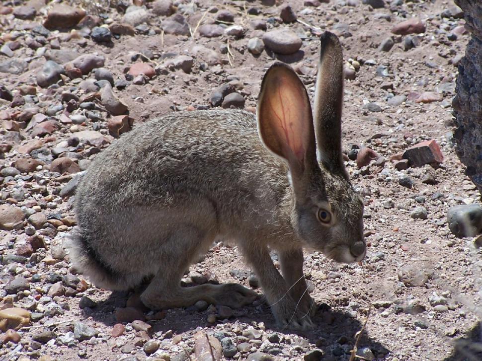Free Image of Rabbit Sitting Beside Tree on Rocky Ground 