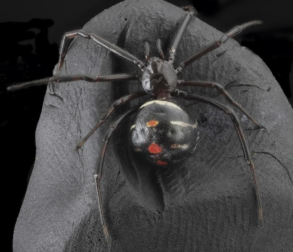 Free Image of Large Spider in Black and White 