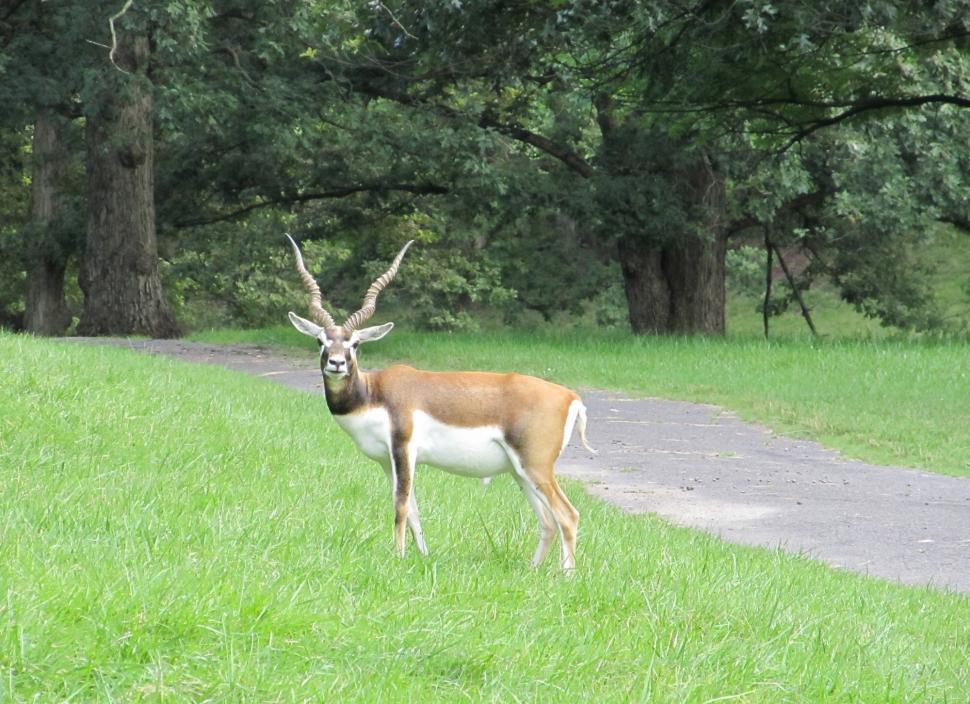 Free Image of Deer Standing on Top of a Lush Green Field 