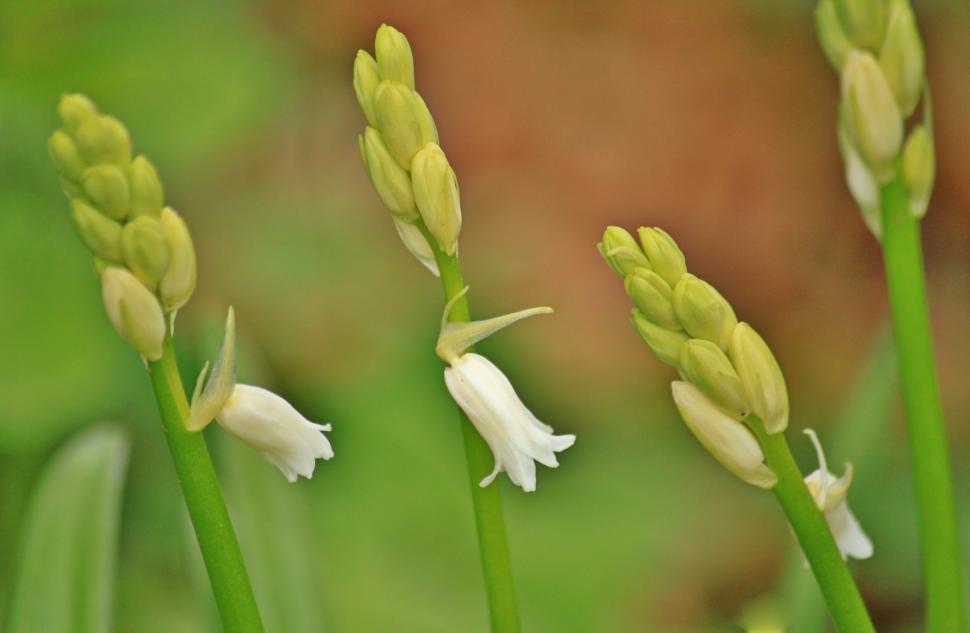 Free Image of Close Up of a Flower With Blurry Background 
