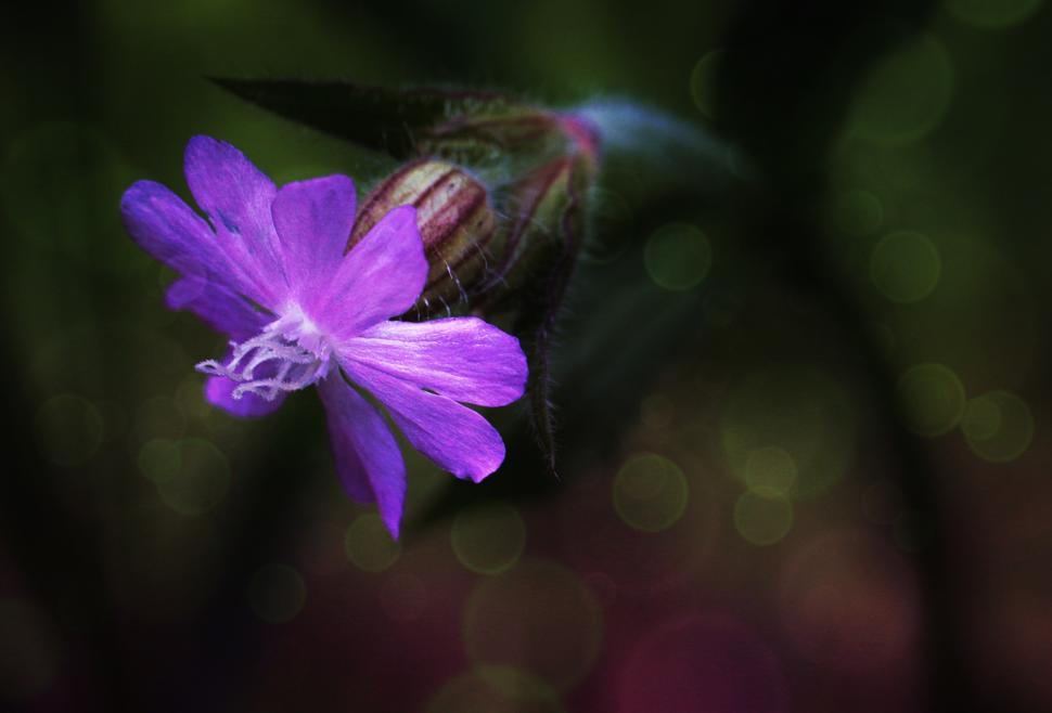 Free Image of Purple Flower With Bee 