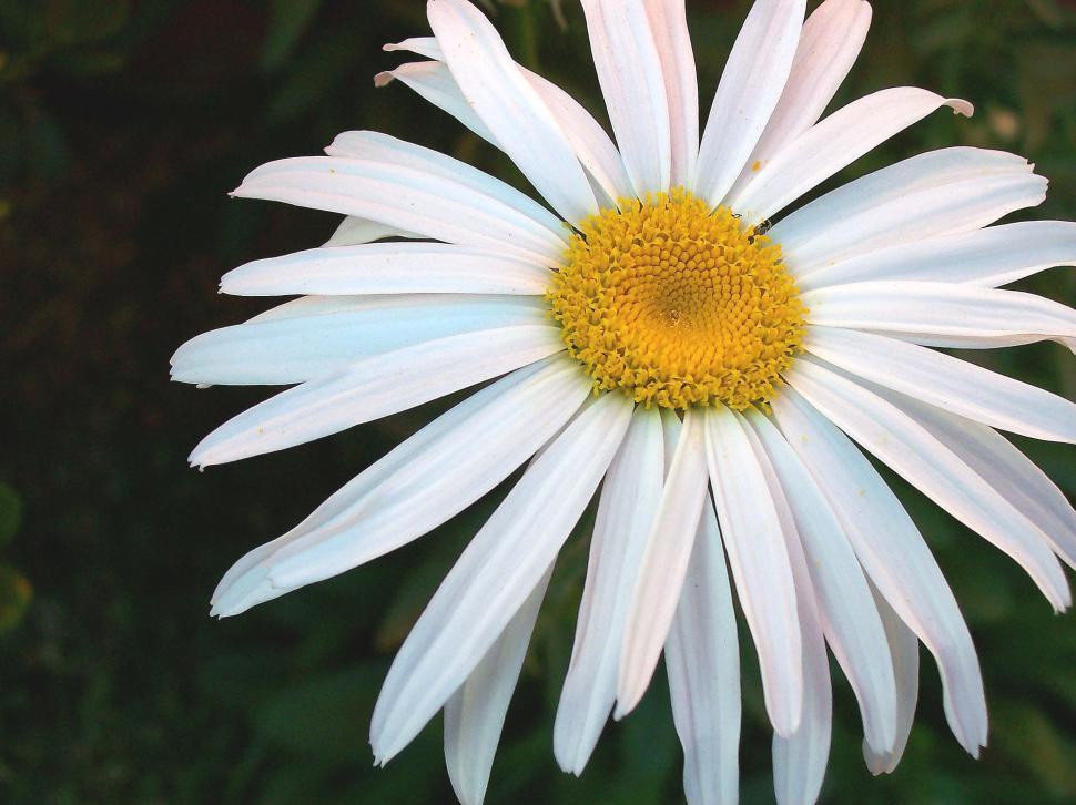 Free Image of Daisy 