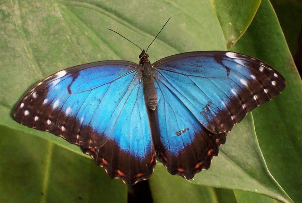 Free Image of Blue Butterfly Perched on Green Leaf 