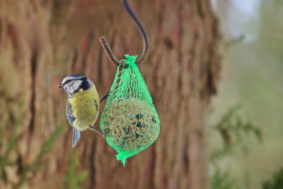 Free Image of Bird Feeder Hanging From Tree Near Another Tree 