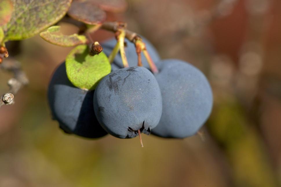 Free Image of Two Blue Berries Hanging From a Tree Branch 