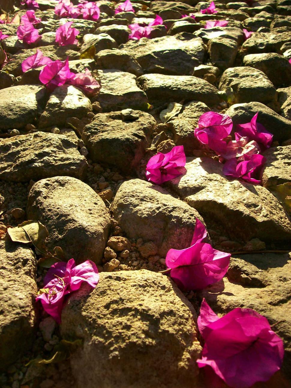 Free Image of Petal Stones 