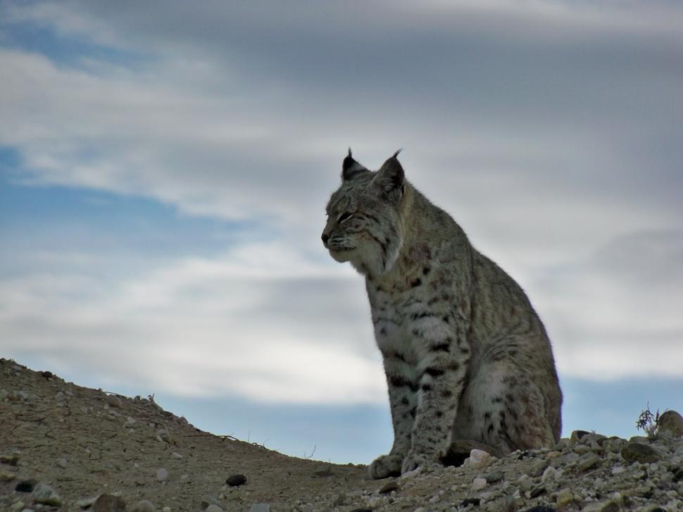 Free Image of Cat Sitting on Top of Rock Formation 