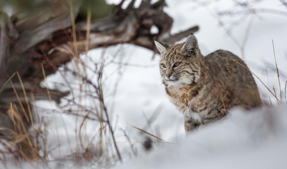 Free Image of Bobcat Walking in Snow Near Tree 