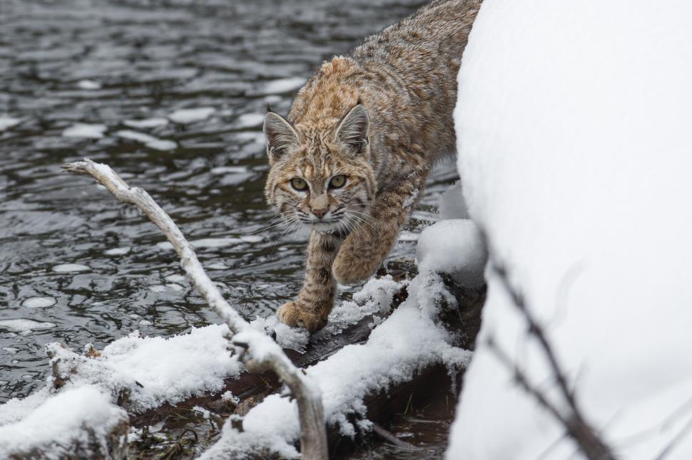 Free Image of Cat Walking Across Snow-covered Ground 