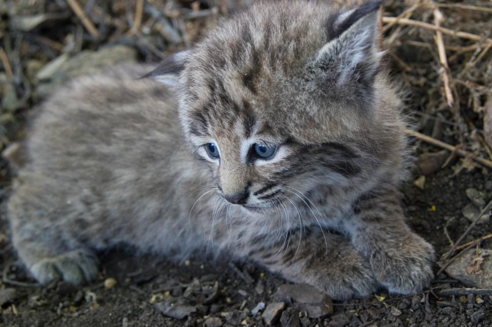 Free Image of Small Kitten Resting on Dirt Field 