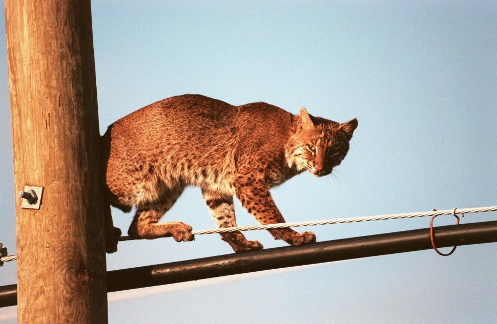 Free Image of Cat Walking on Power Line 