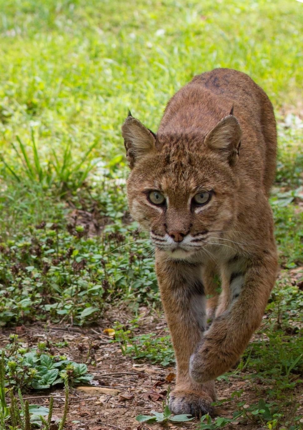 Free Image of Close Up of a Cat Walking on a Field 