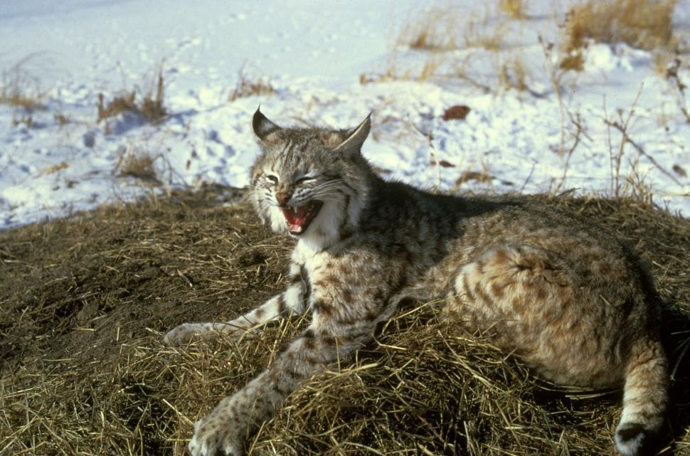 Free Image of Cat Laying on Top of a Pile of Hay 