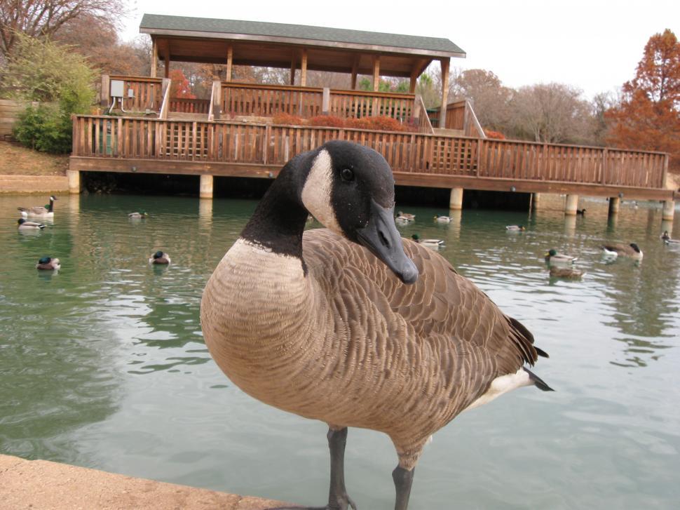 Free Image of Silly goose 
