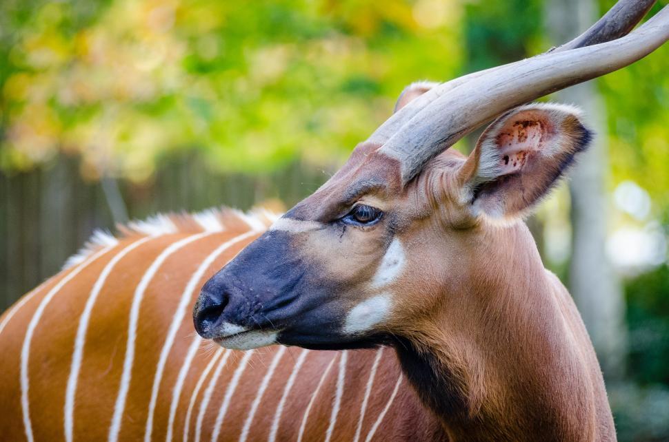 Free Image of Close Up of a Deer With Antlers 