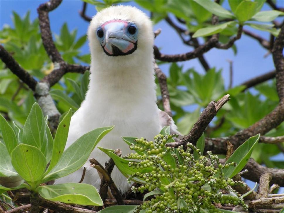 Free Image of Bird Perched in Tree 