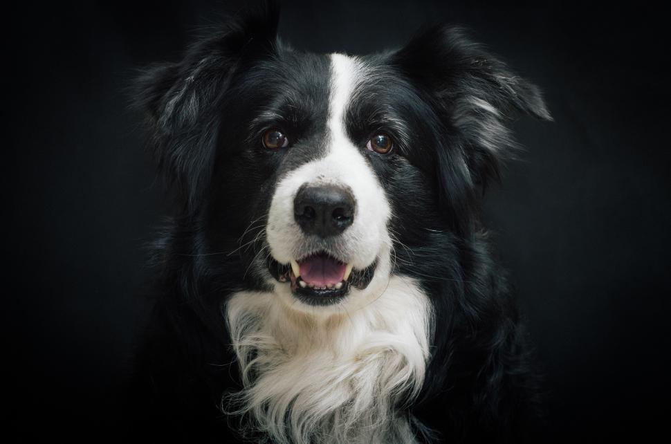 Free Image of Black and White Dog Staring at Camera 