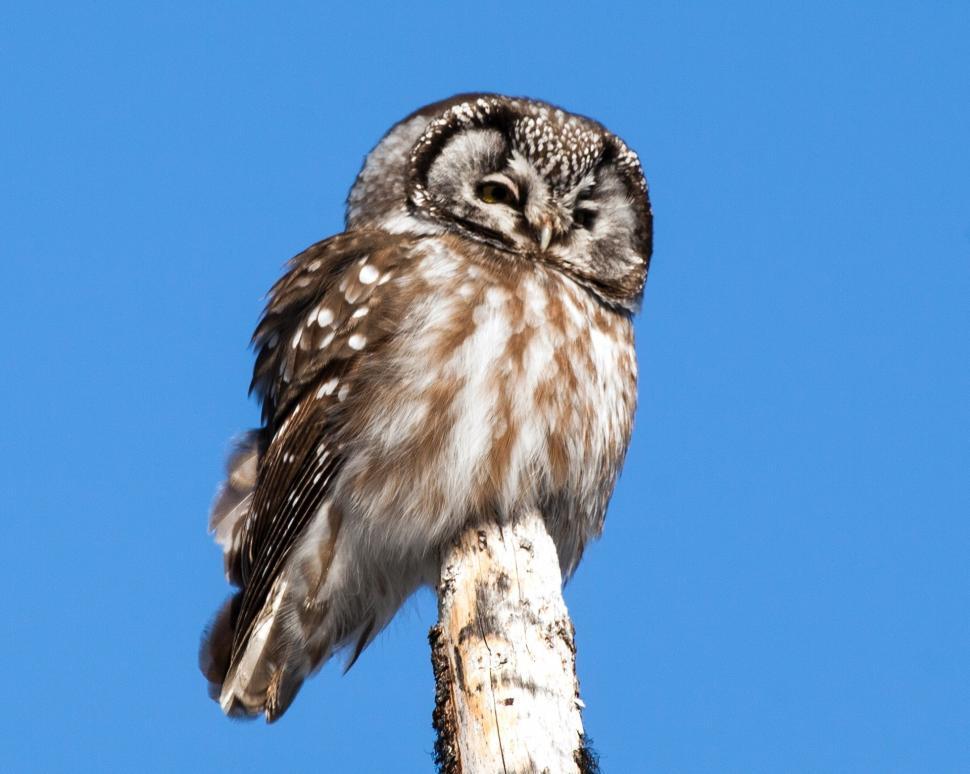 Free Image of Small Owl Perched on Tree Branch 
