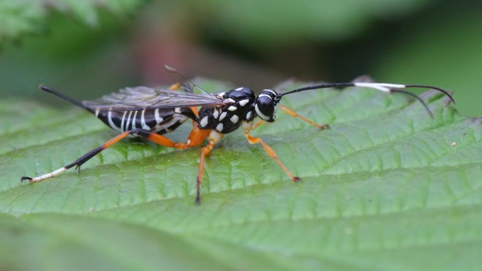 Free Image of Close Up of a Bug on a Leaf 