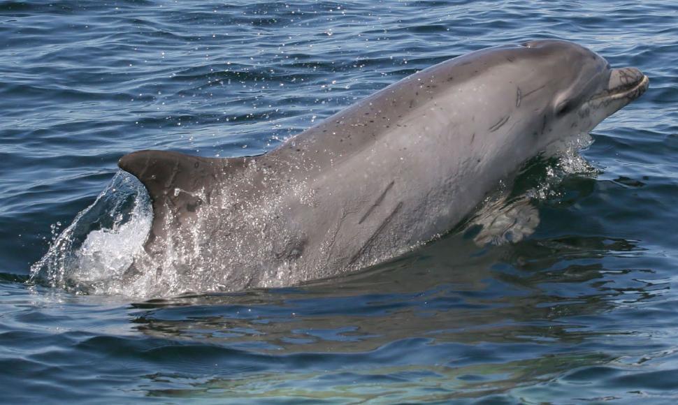 Free Image of Dolphin Swimming in Water 