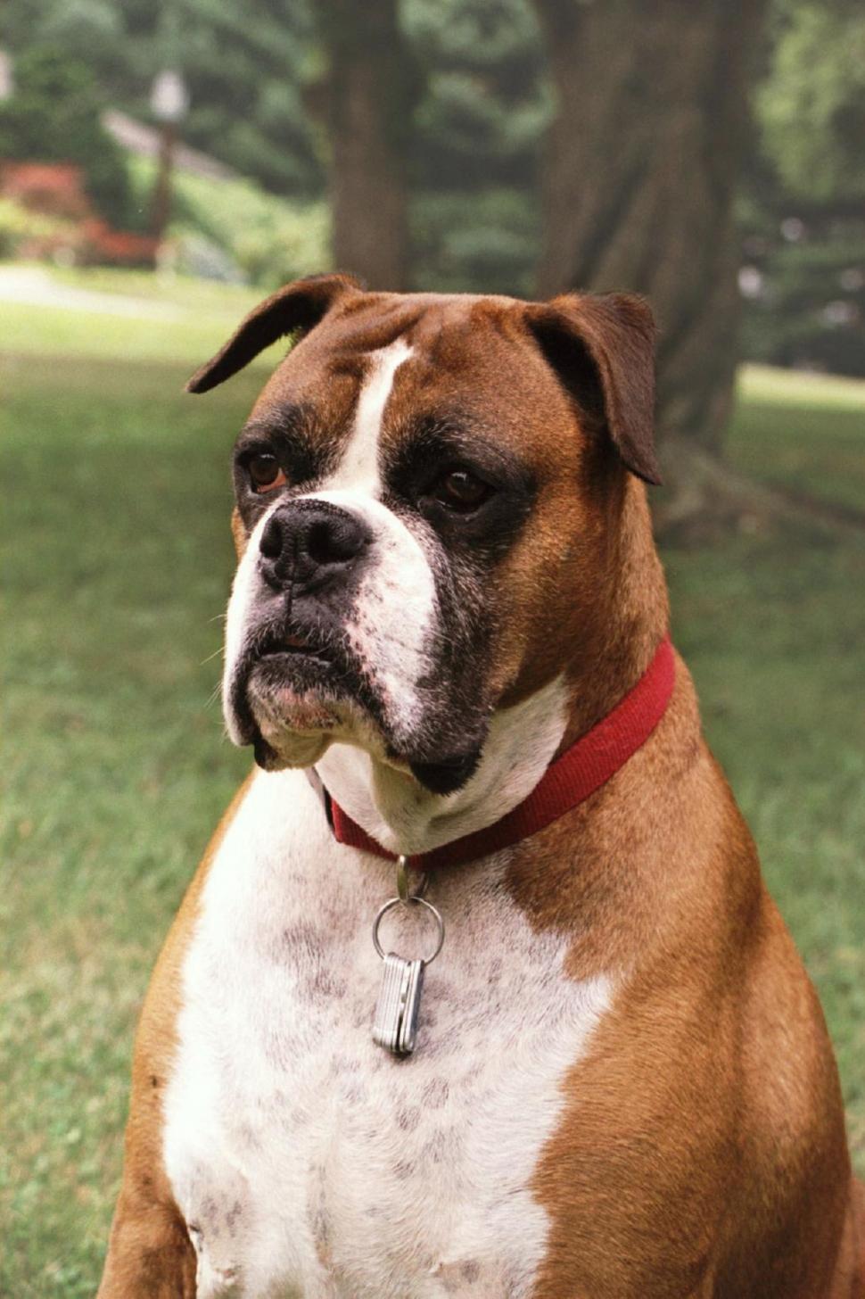 Free Image of Brown and White Dog Sitting on Lush Green Field 