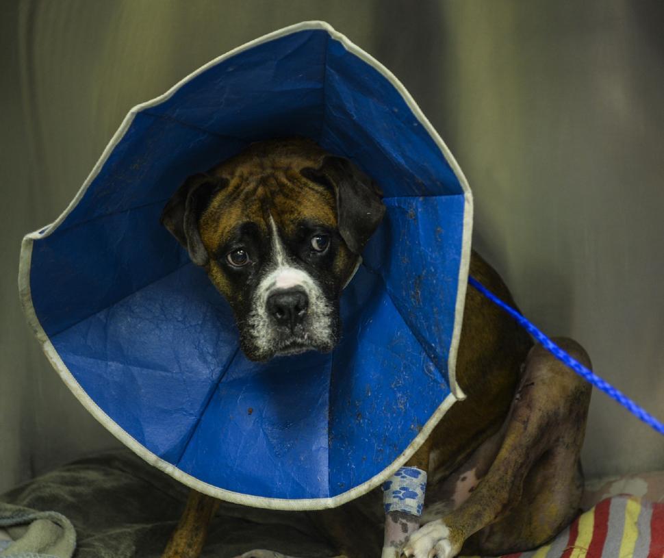 Free Image of Brown and White Dog Wearing Blue Cone 