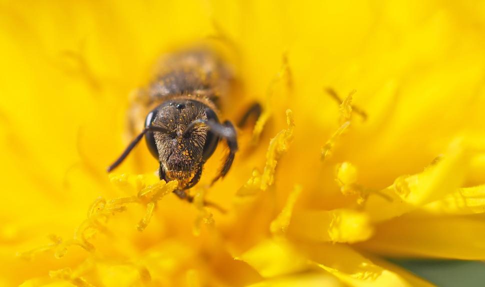 Free Image of Bee Perched on a Yellow Flower 