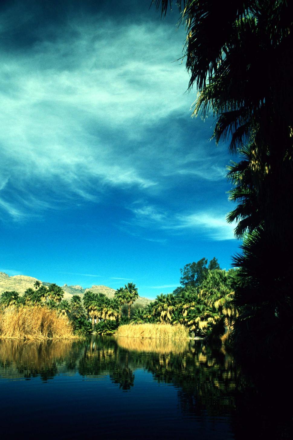 Free Image of Palm Trees Surrounding Body of Water 