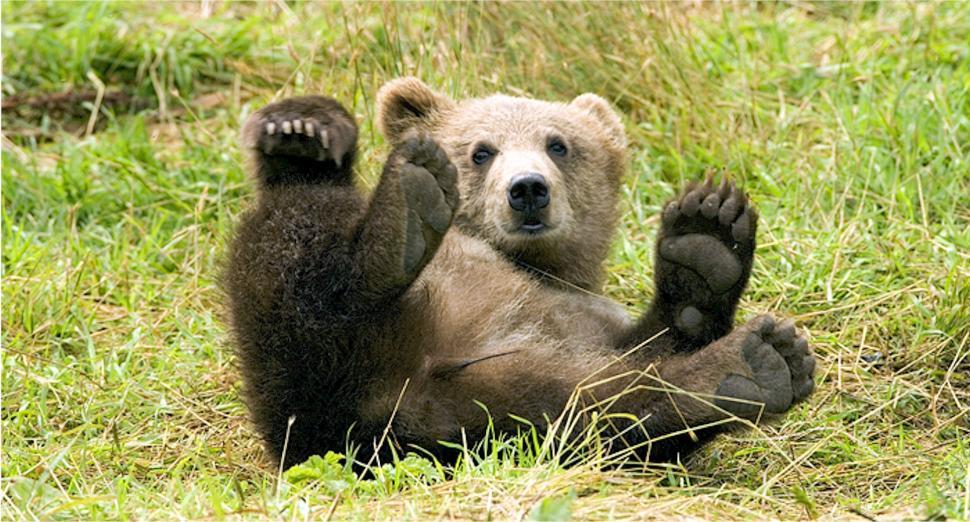 Free Image of Brown Bear Sitting Back in Grass Field 